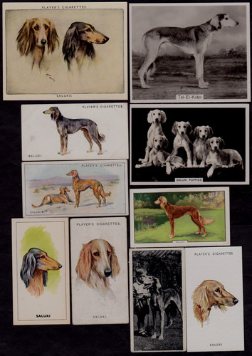 Different vintage saluki - different,
